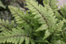 Athyrium otoph Okanum - Eared lady fern