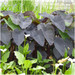 Colocasia Rubra Black Magic - Elephant Ear
