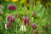 Fritillaria meleagris - Snake's head fritillary
