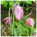 Fritillaria meleagris