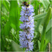 Pontederia cordata - Pickerel weed