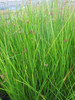Juncus effusus - Soft rush - Smooth rush JUNEFF