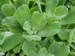 Pistia stratiotes - Water Lettuce Floating Pond Plant