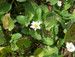 Caltha leptosepala - White marsh marigold