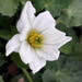 White marsh marigold