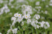 Myosotis scorpioides 'Snowflakes' - White water forget-me-not