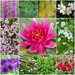 Blooming Marvellous Pond Plant Collection for a Large pond (including red lily)