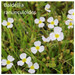 Baldellia ranunculoides Baldellia ranunculoides