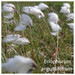 Eriophorum angustifolium Eriophorum angustifolium