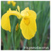 Iris pseudacorus Iris pseudacorus