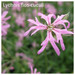 Lychnis flos-cuculi Lychnis flos-cuculi