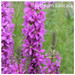Lythrum Salicaia Lythrum Salicaia