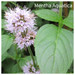 Mentha Aquatica Mentha Aquatica