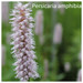 Persicaria amphibia Persicaria amphibia