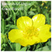 Ranunculus lingua Grandiflorus Ranunculus lingua Grandiflorus
