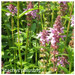 Stachys palustris Stachys palustris