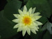 Nymphaea Lemon Mist - Yellow Water Lily