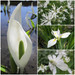 Wonderfully White pond plants
