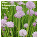 Allium Schoenoprasum - Chives