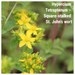 Hypercium Tetrapterum – Square-stalked St. John’s wort
