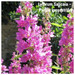 Lythrum Salicaia – Purple loosestrife