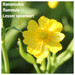 Ranunculus flammula – Lesser spearwort