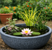 pond pot with lily