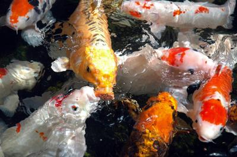 An in-depth guide to feeding your pond fish and koi... 