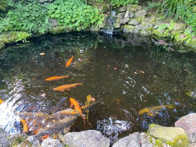 How to Look After a Pond: Essential Maintenance Tips