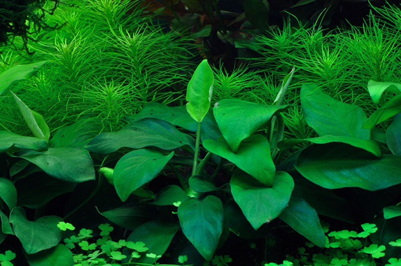 ​5 Easy Aquatic Plants for Beginners 