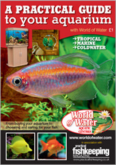 A Practical Guide to Your Aquarium