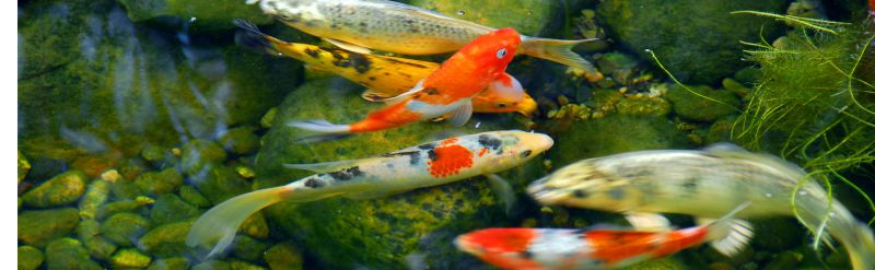 How to keep your pond water clear - World of Water Aquatic Centres