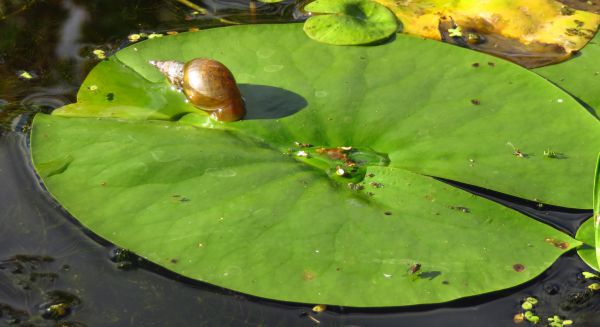 Lily snail damage