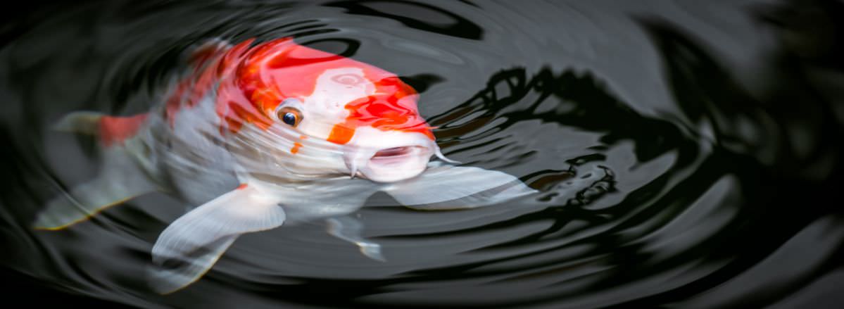 koi-pond.jpg