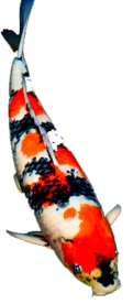 koi.png