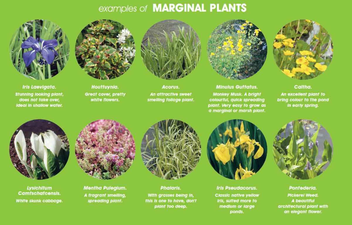 Guide To Marginal Pond Plants World Of Water