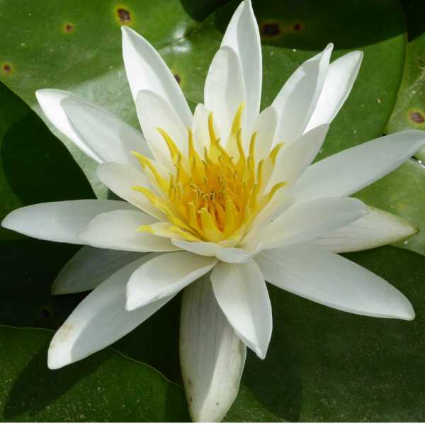 Nymphaea Alba Native White Water Lily