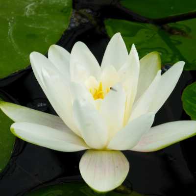 10.	Nymphaea Albatross - White Water Lily 