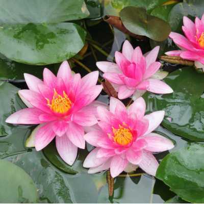 3.	Nymphaea Attraction - Red Water  lily