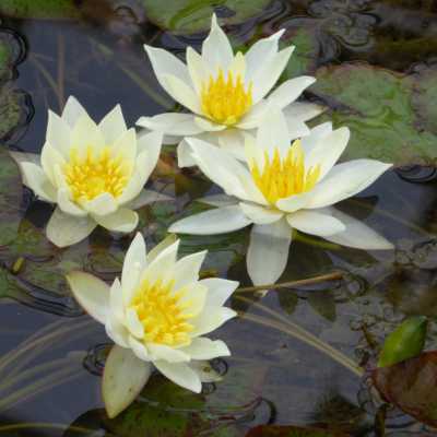 Nymphaea Pygmaea Helvola Yellow Mini Water Lily