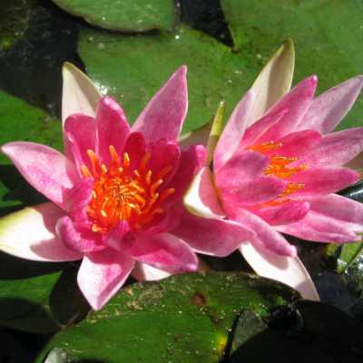 Nymphaea Pygmaea Ruba Mini Red Water Lily