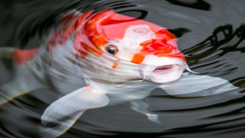 Pond Health Treatments