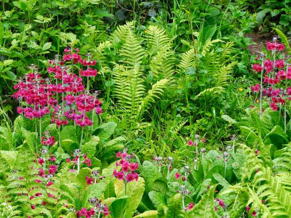 Marsh bog garden