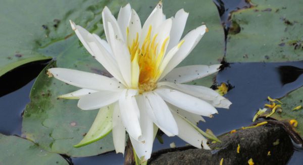 Water lily aphid