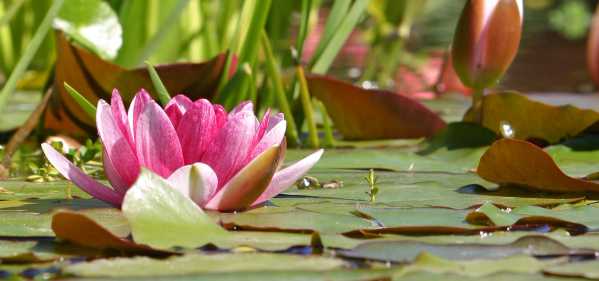 Guide to water lilies UK