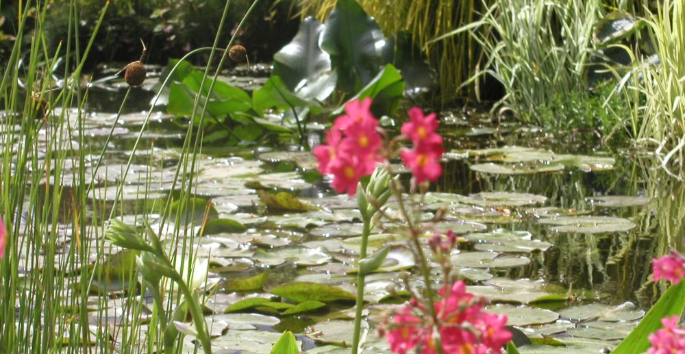 Koi Pan Net Head - 45cm  Blagdon Water Gardening