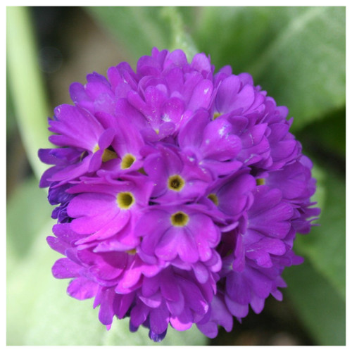 Primula Denticulata Buy Pond Plants Online UK Grown Direct Delivery primula-denticulata-buy-pond-plants-online-uk-grown-direct-delivery