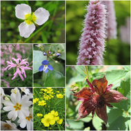 Great British Native Marginal Pond Plant Collection