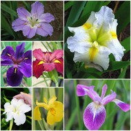 Irresistible Iris Pond Plant Collection