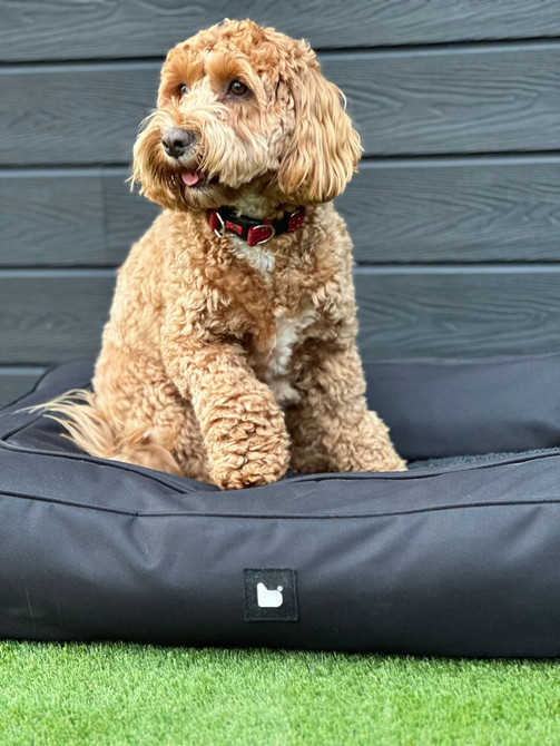 B Dog Bed by Extreme Lounging